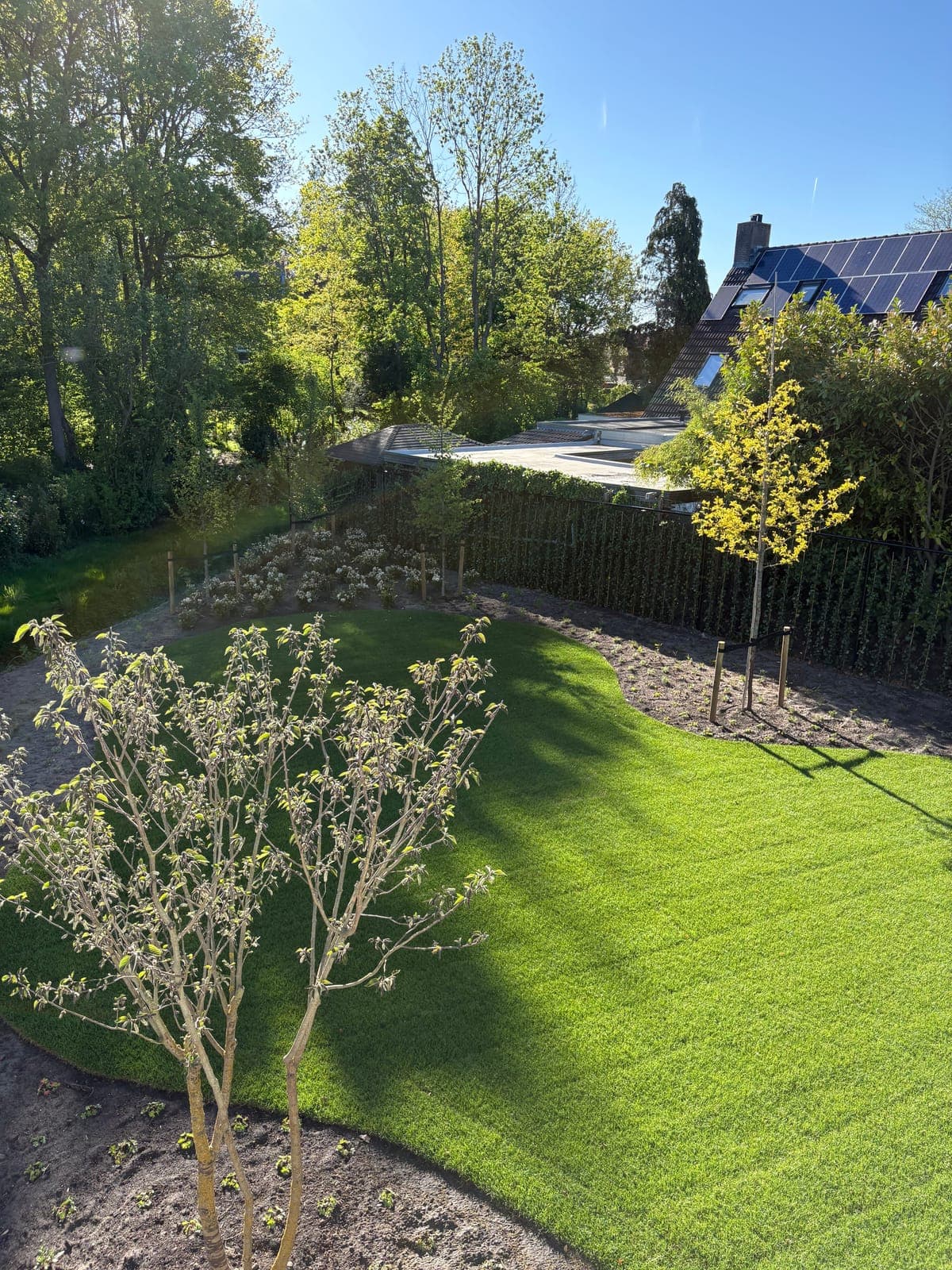 Aangelegd gazon met nieuwe beplanting in een tuin in Moergestel